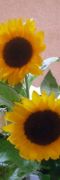 Soroptimist Neuaufnahme 18